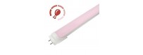 El Tubo de LED tipo T8 rosa luz ideal para utilizar en la carne